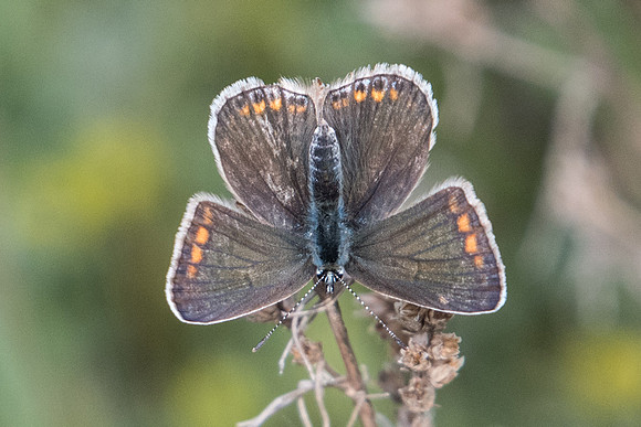 Polyommatus icarus ♀-9050