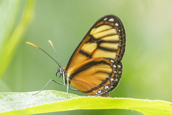 Ithomia iphianassa-5344