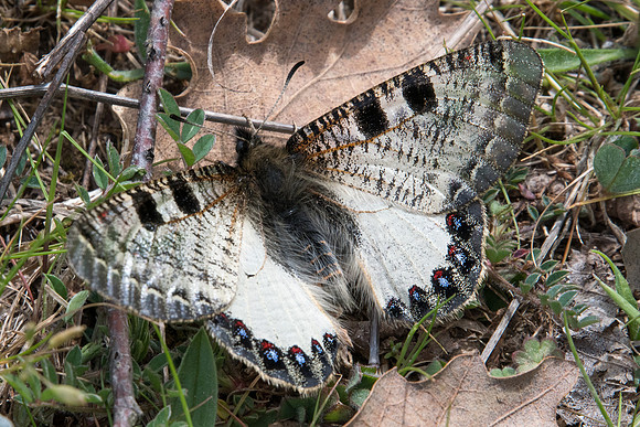 Archon apollinus ♂-3310 Alexandroupoli - 10/04/22