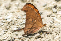 Marpesia petreus-2831
