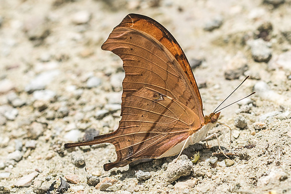 Marpesia petreus-2831