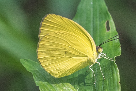 Eurema dina-4