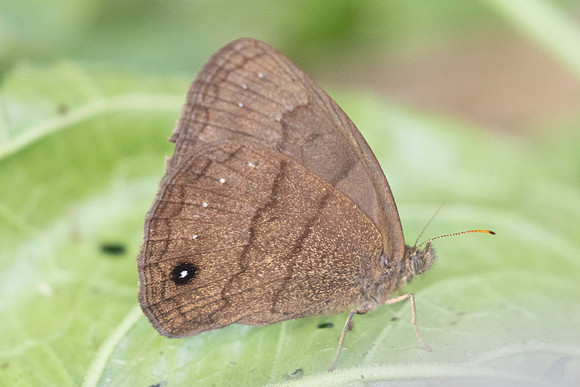 Forsterinaria neonympha-4889