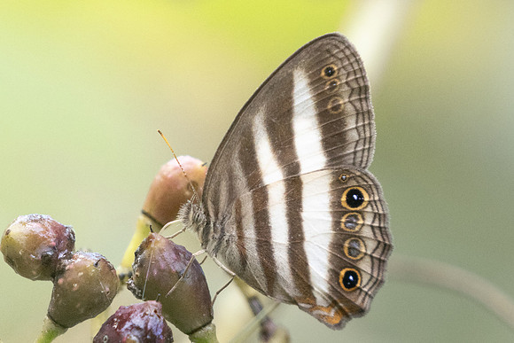 Pareuptychia ocirrhoe-5019