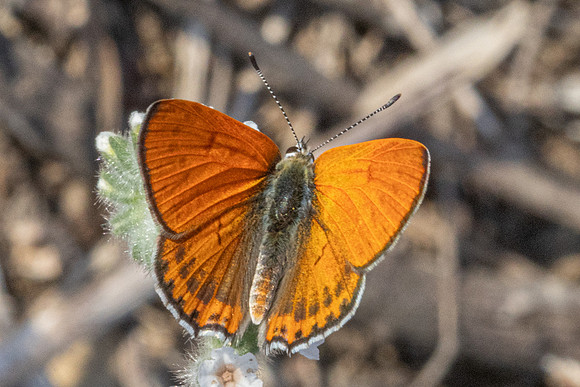 Lycaena thersamon-1623 - Pergé Antalya - 20/09/24