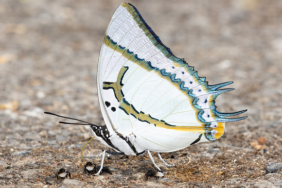 Polyura eudamippus-5268