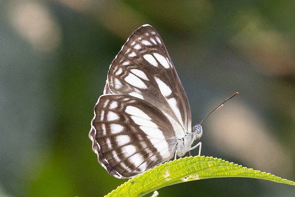 Neptis magadha-2170