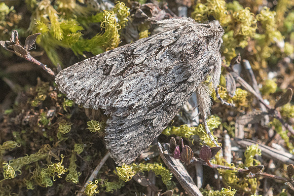 Meganephria bimaculosa-9992 - Fontainebleau - 119/03/22