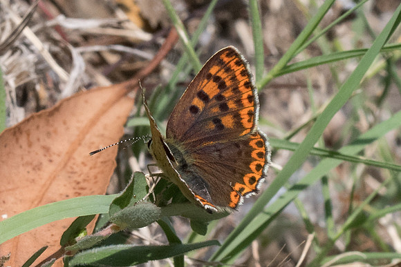 Lycaena tityrus-0627 - Levanto - 19/09/20
