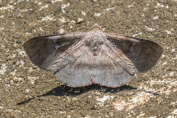 Azeta rhodogaster nuit-7851