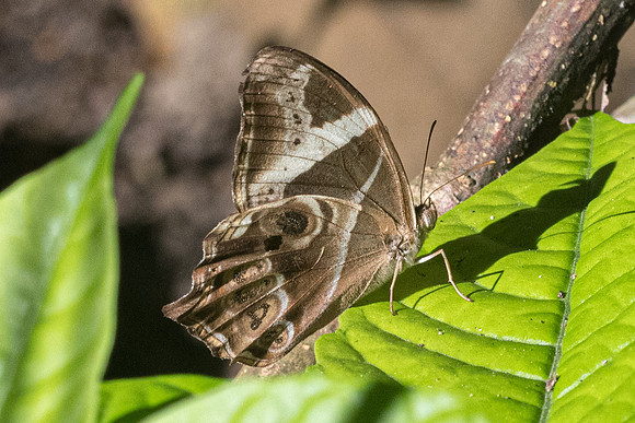 Lethe europa niladana-3007 - Chiang Rai - 18/11/23