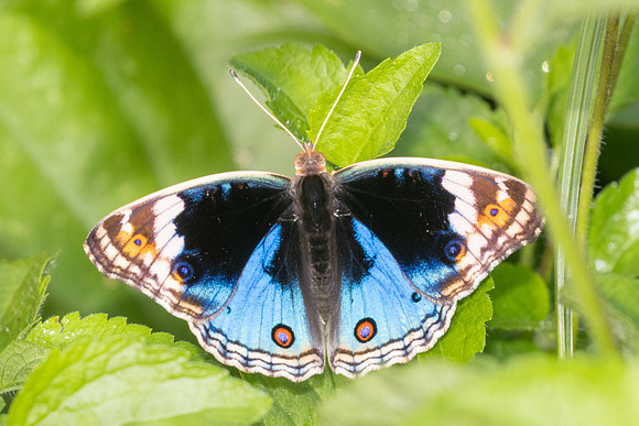 Junonia orithya ♂-9578 - Gopeng - 13/03/25