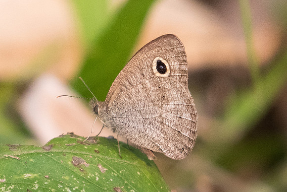 Ypthima evansi-7847 - Chiang Dao - 10/03/23
