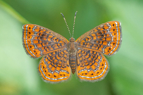 Calephelis laverna-9946 - Bucaramanga - 5/06/24