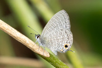 Nacaduba berenice-1101