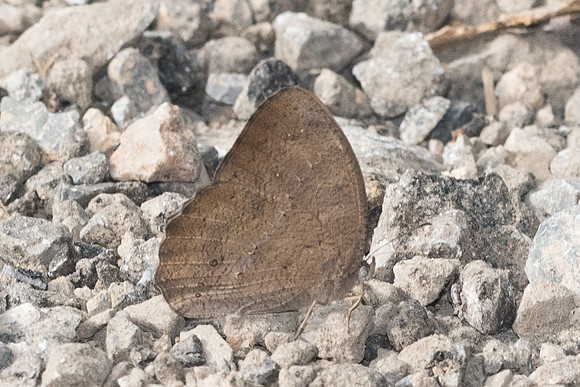 Mycalesis perseus id--3651 - Chiang Rai - 20/11/23