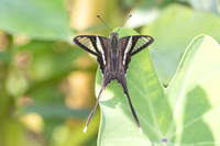 Lamproptera curius curius-4990 - Doi Inthanon - 25/03/25