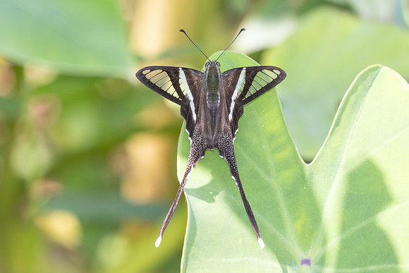 Lamproptera curius curius-4990 - Doi Inthanon - 25/03/25