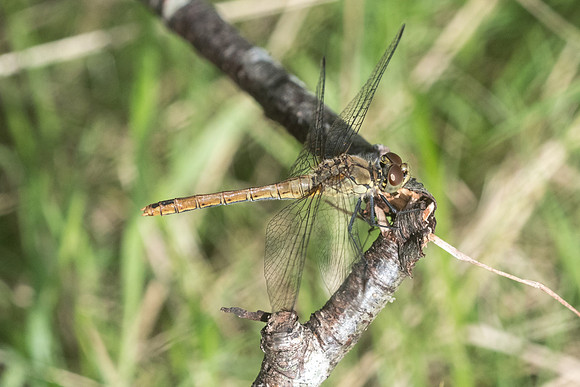 Libellule-7195 - Beauval - 20/08/21
