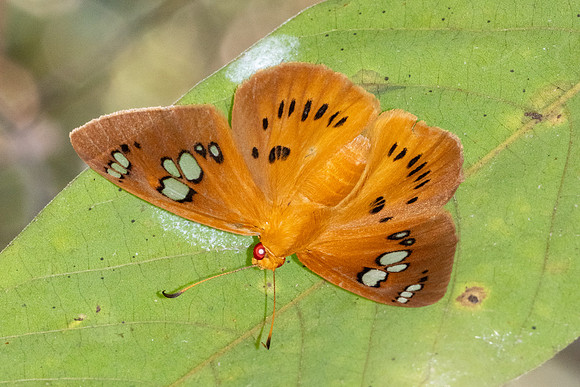 Capila phanaeus-5890  - Doi-Suthep - 25/03/24