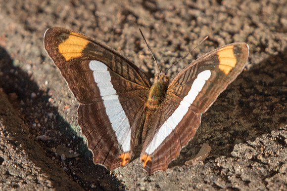 Adelpha iphicleola pas paraena-5274