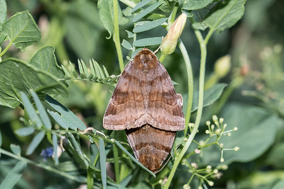 Euclidia glyphica_7107 - Précy