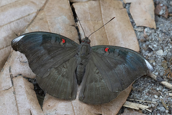 Euthalia evelina annamita-6289 - Doi-Suthep - 26/03/24