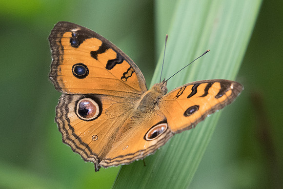 Junonia almana-2721- Koh samui -  19/03/23