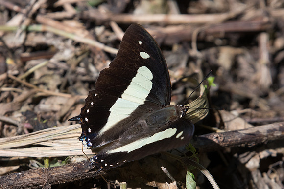 Polyura athamas athamas-0404 - Chiang Dao - 16/11/23