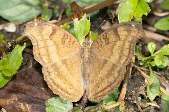Junonia iphita-0031 - Damak waterfall - 14/03/25