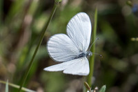 Leptidea sinapis-8567