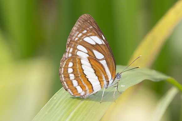 Neptis hylas-0728