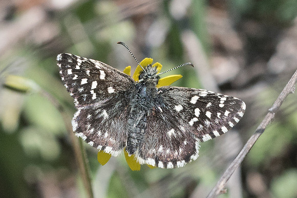 Pyrgus malvae-7424