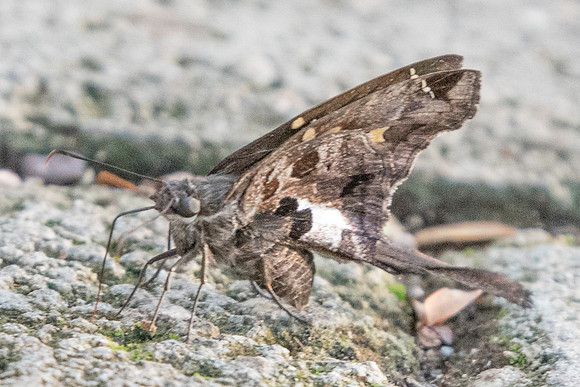 Chioides zilpa-5290