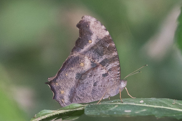Melanitis phedima-3650 - Chiang Rai - 20/11/23