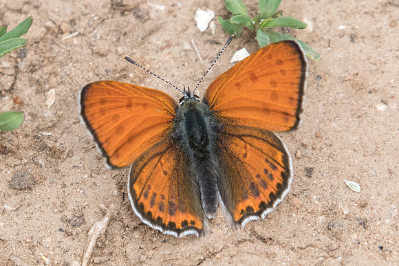 Lycaena thersamon-0172