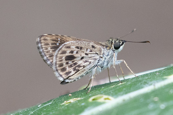 Halpemorpha albipectus-2415 - Chiang Dao - 20/03/25