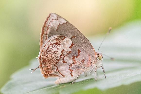 Ministrymon phrutus-4993