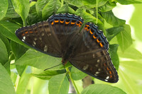 Limenitis populi-0080