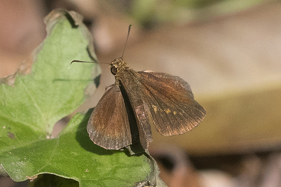Ancistroides nigrita-1874 - Koh Samui - 19/03/23