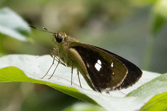 Notocrypta paralysos-2543- Chiang Dao - 20/03/25