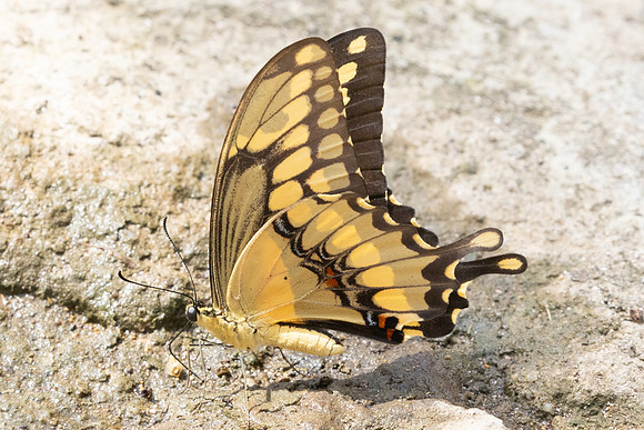 Heraclides thoas-3840 - Guane - 9/06/24 (1015m)