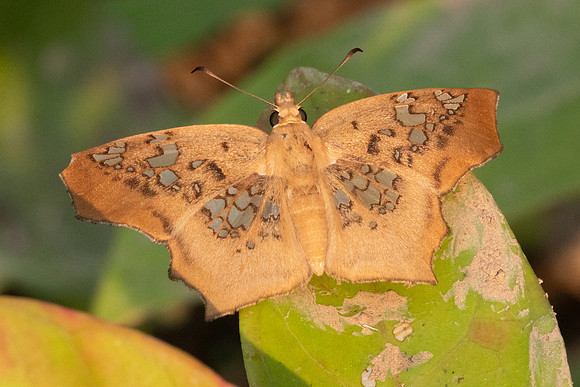 Ctenoptilum vasava vasava-1361- Chiang Dao - 17/03/25