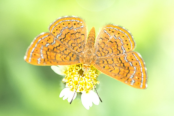 Calephelis sp-1374