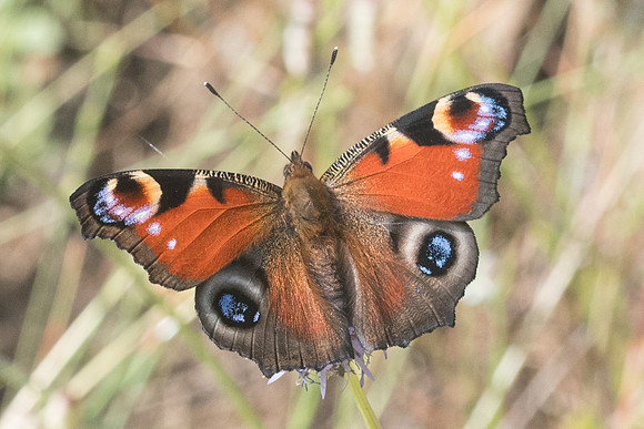 Aglais io-9309 - Corse - 18-06-23