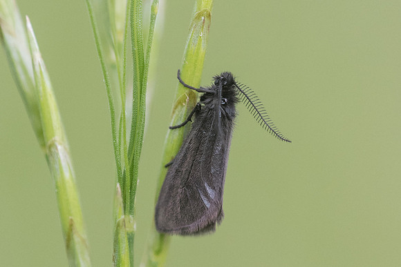 Heterogynis penella-3961 - Launes