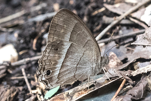 Cissia similis-1336
