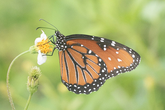 danaus gilippus-4111