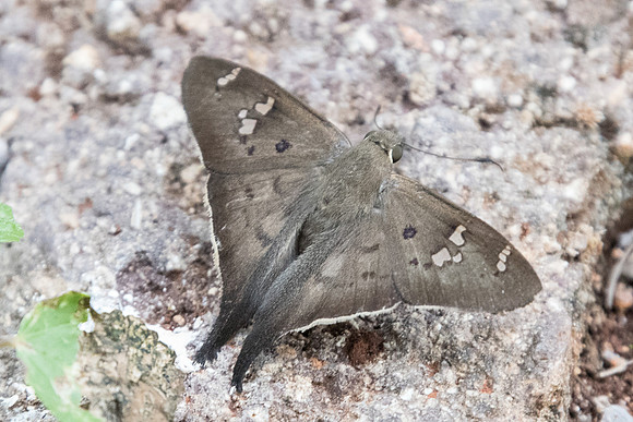 Polythrix asine-5307