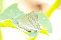 Drina dodina-2997 - Doi Suthep - 21/03/25